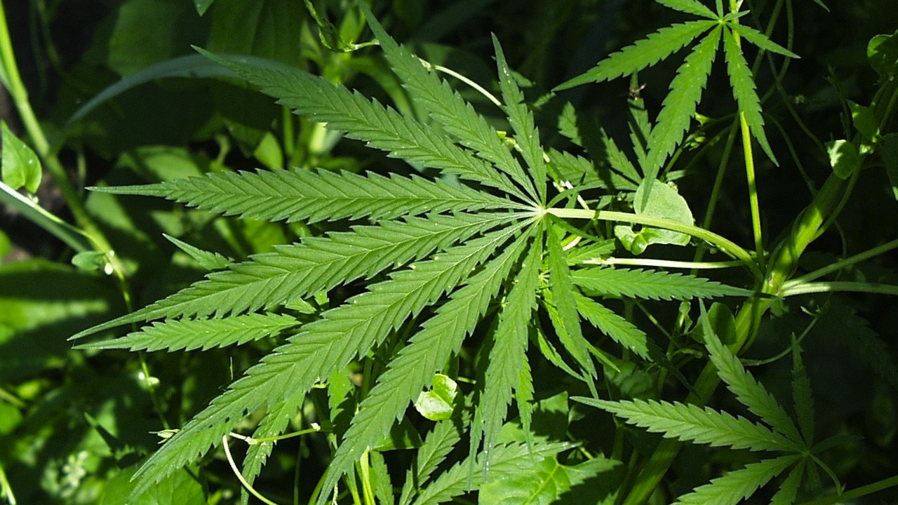 New York Legalizes Marijuana
