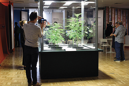 Oakland Museum Cannabis Exhibit