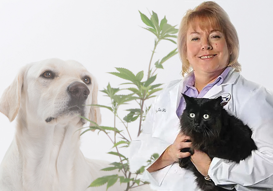 Canadian Veterinarian Treating Pet Pain with Cannabis CBD Products