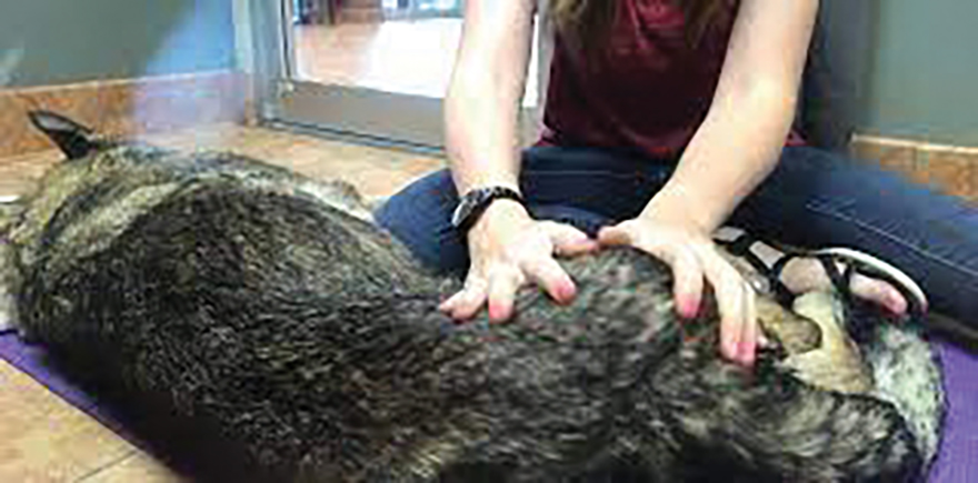 Top 7 Alternative Treatments for Pets - animal massage