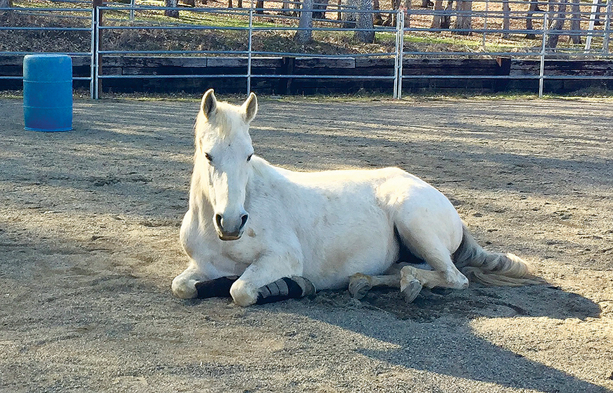 Tori the Horse laying down