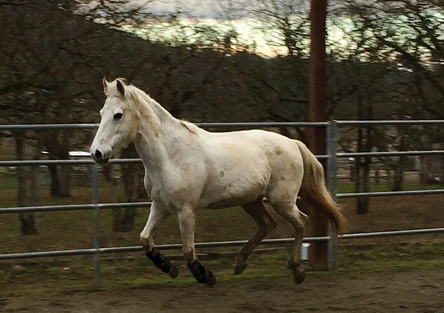 Tori the Horse running