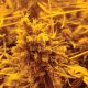 DEA SET TO ISSUE CANNABIS CULTIVATION RESEARCH LICENSES