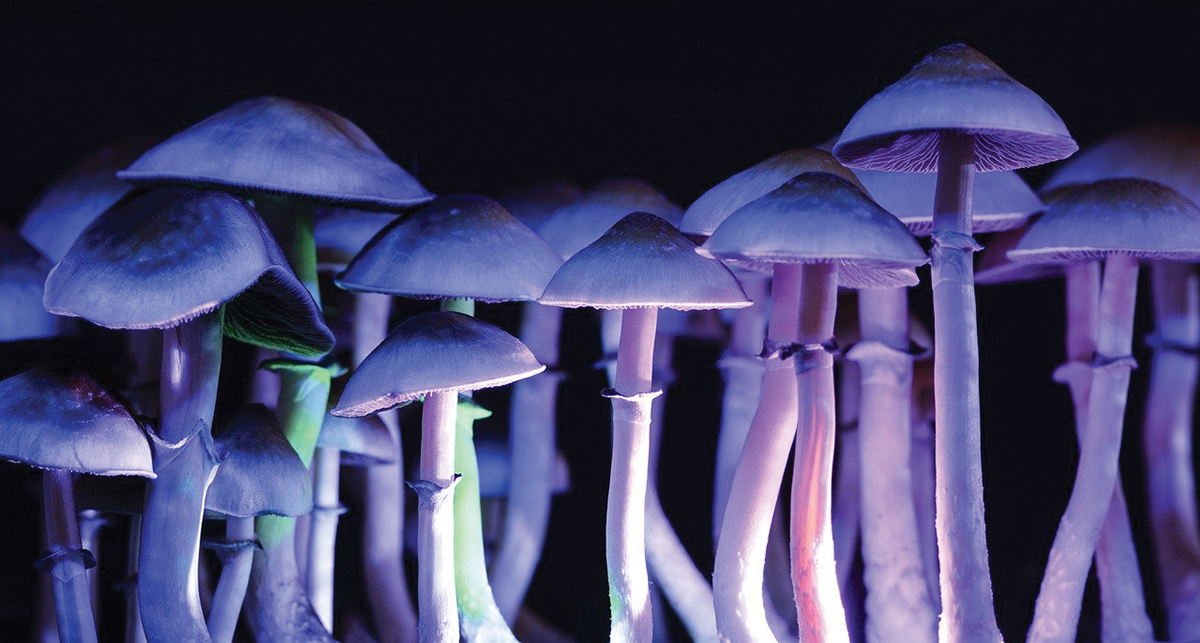 Magic Mushroom Research Bill Passes Oklahoma House of Representatives To Decriminalize Psilocybin